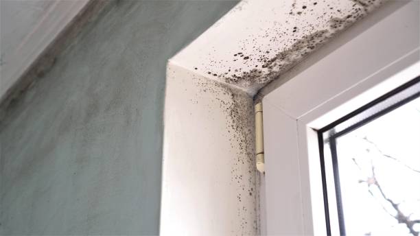 Best Local Mold Removal Service  in Mooreland, OK