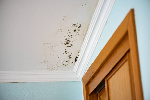 Best Mold Testing  in Mooreland, OK