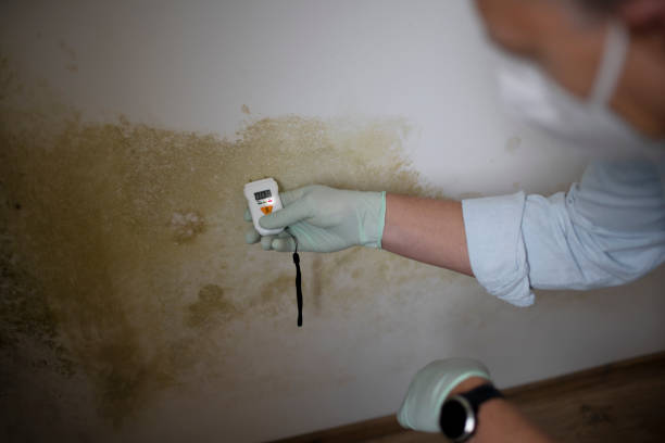 Best Commercial Mold Removal  in Mooreland, OK