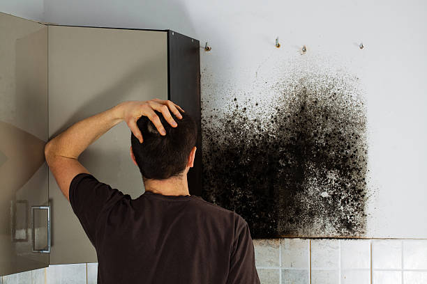 Best Mold Remediation Experts  in Mooreland, OK